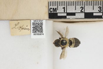 Media type: image;   Entomology 785874 Aspect: labels